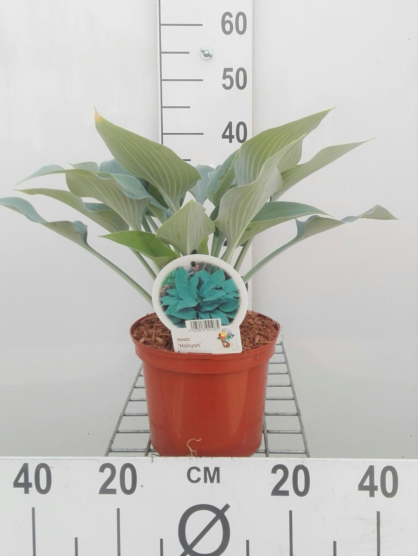 Hosta 'Halcyon' - pot 3L