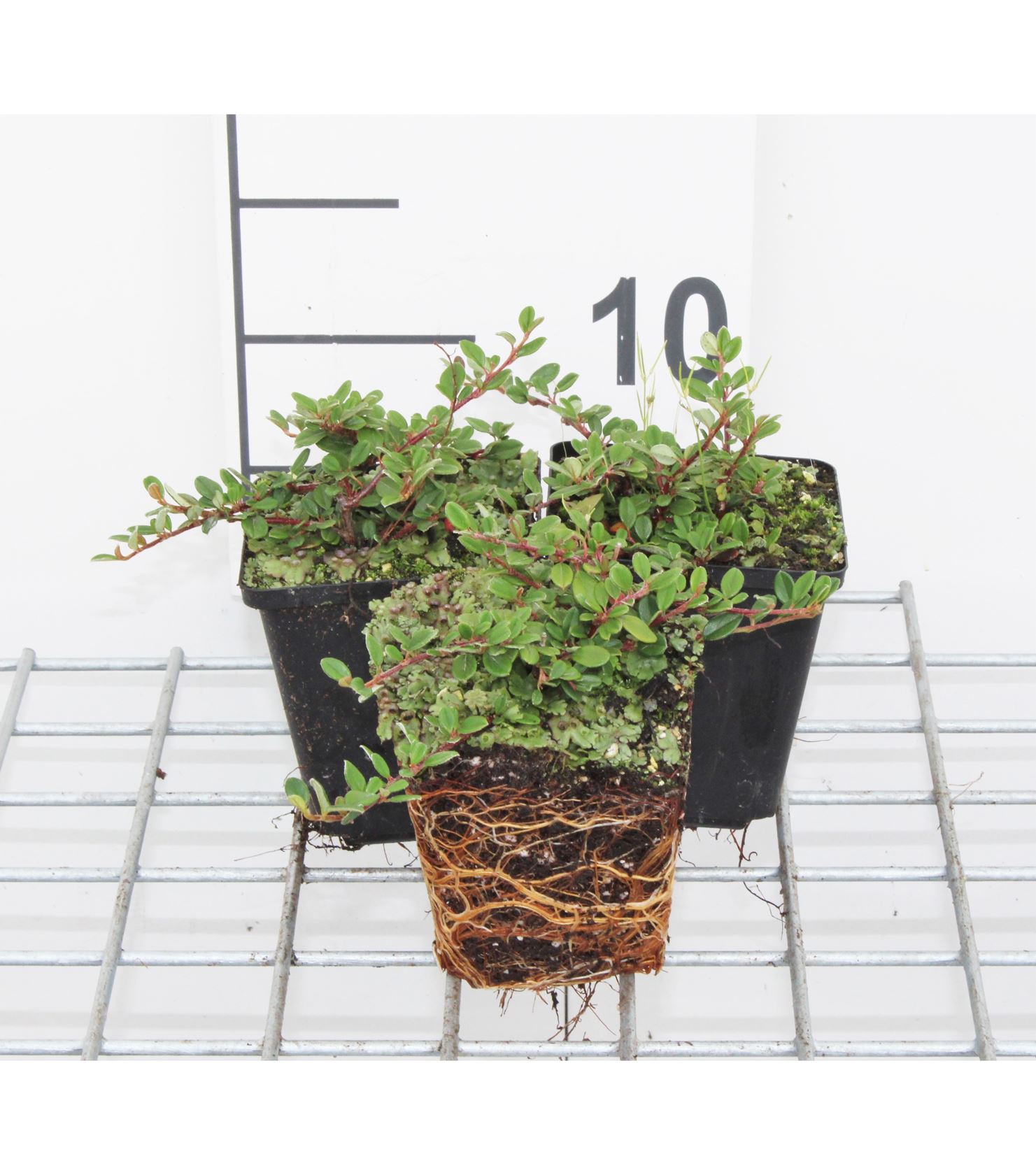 Cotoneaster procumbens 'Queen of Carpets' - pot 9x9 cm - 15-20 cm