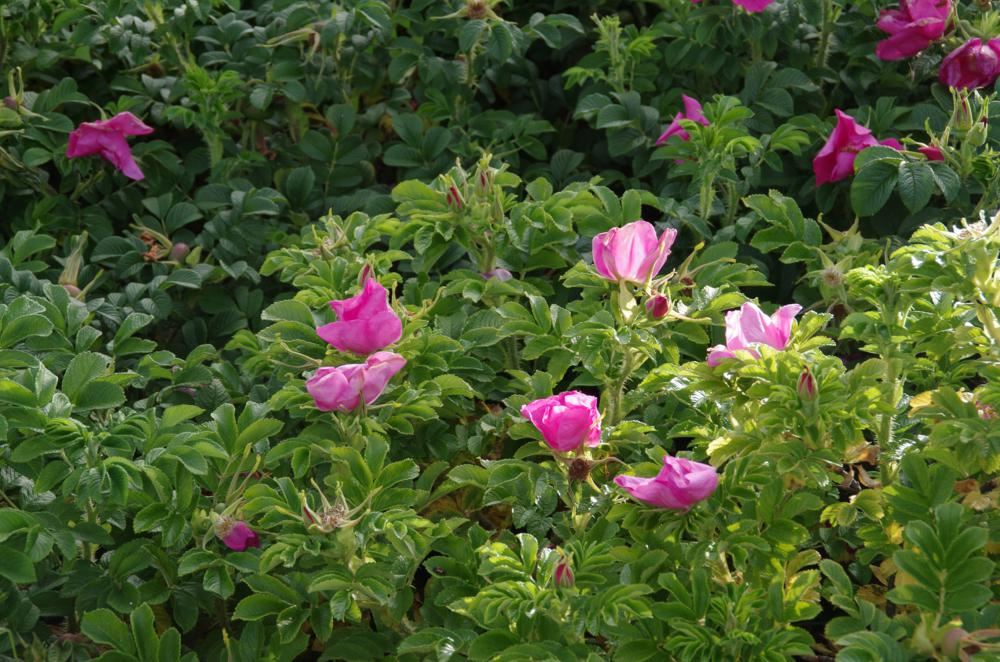 Rosa rugosa - pot - 40-60 cm