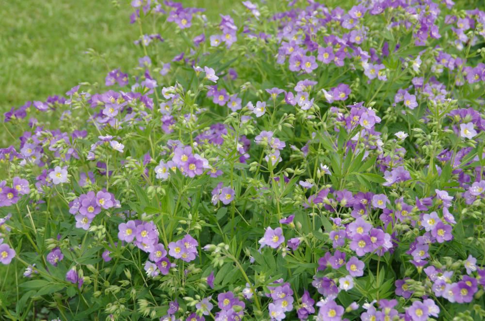 Plantenfiche-Polemonium-caeruleum-Lambrook-Mauve-