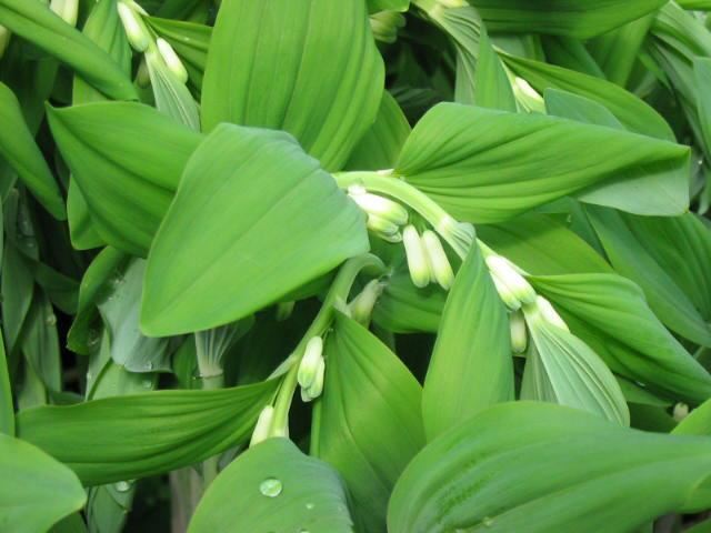 Plantenfiche-Polygonatum-multiflorum