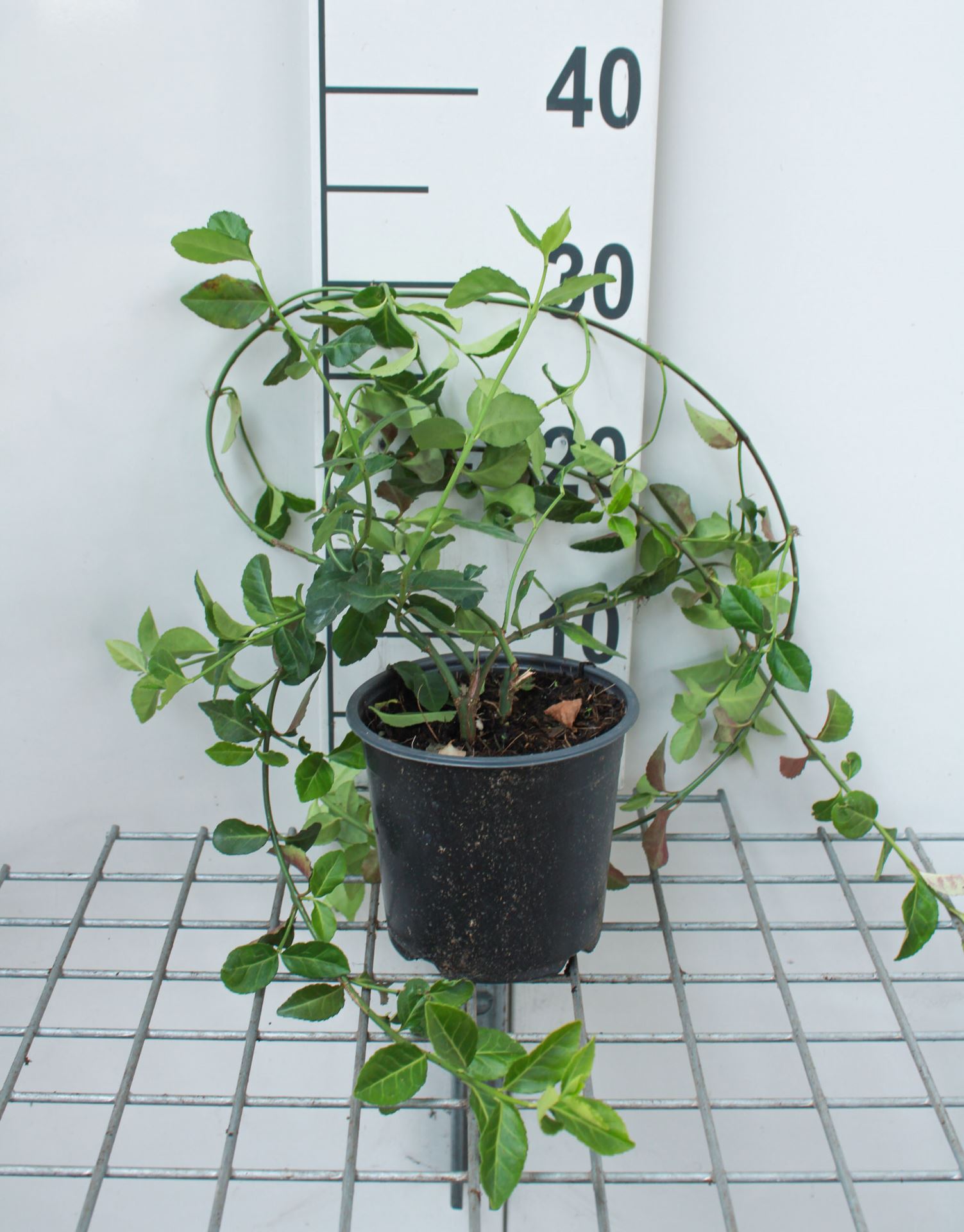 Euonymus fortunei 'Coloratus' - pot - 20-30 cm