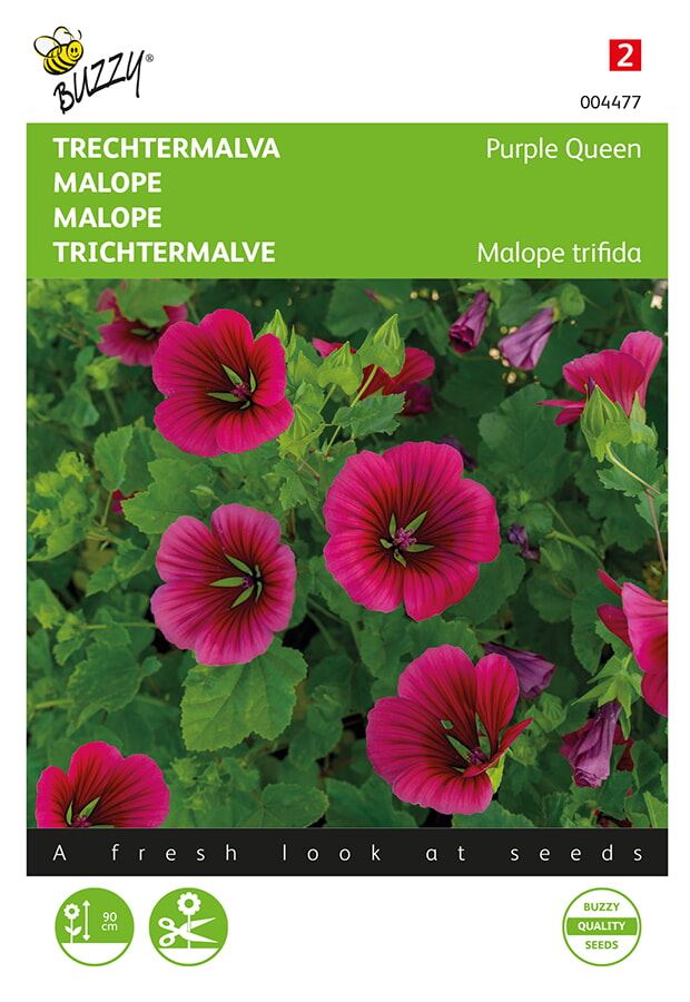 Buzzy-Malope-trifida-Purple-Queen