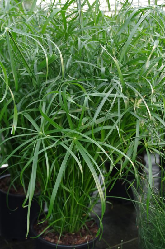 Plantenfiche-Cyperus-alternifolius