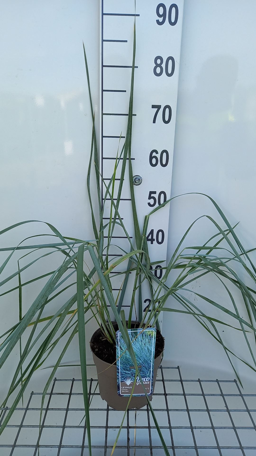 Leymus arenarius 'Blue Dune' - pot 3L