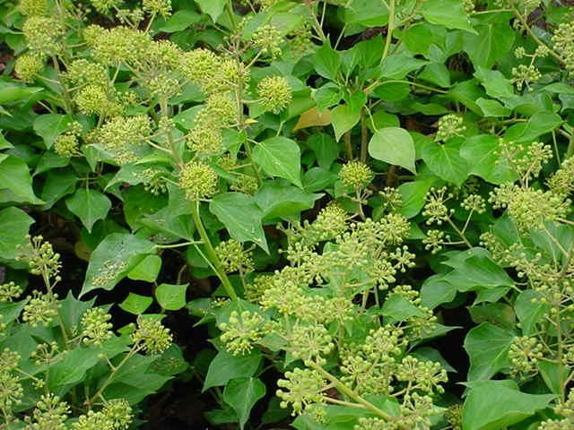 Plantenfiche-Hedera-helix-Arborescent-Group