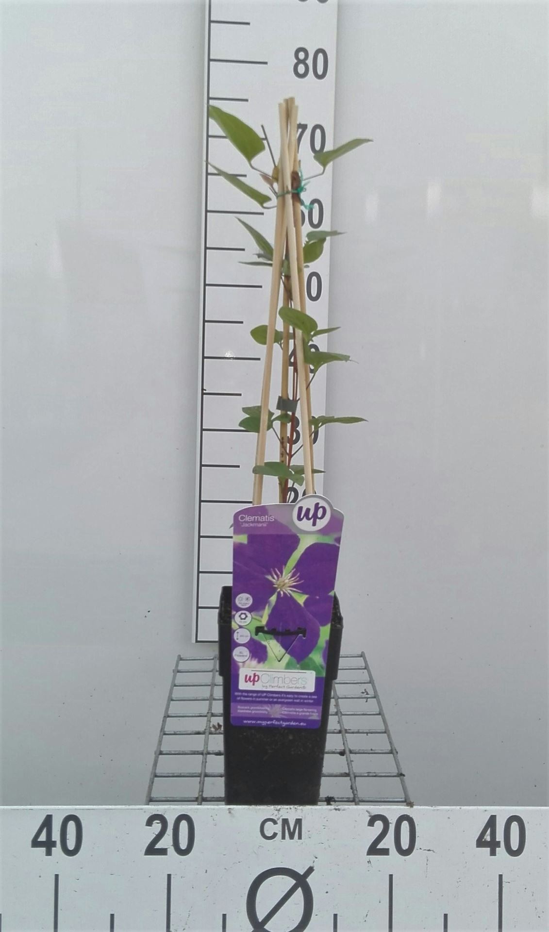 Clematis 'Jackmanii' - pot - 50-60 cm