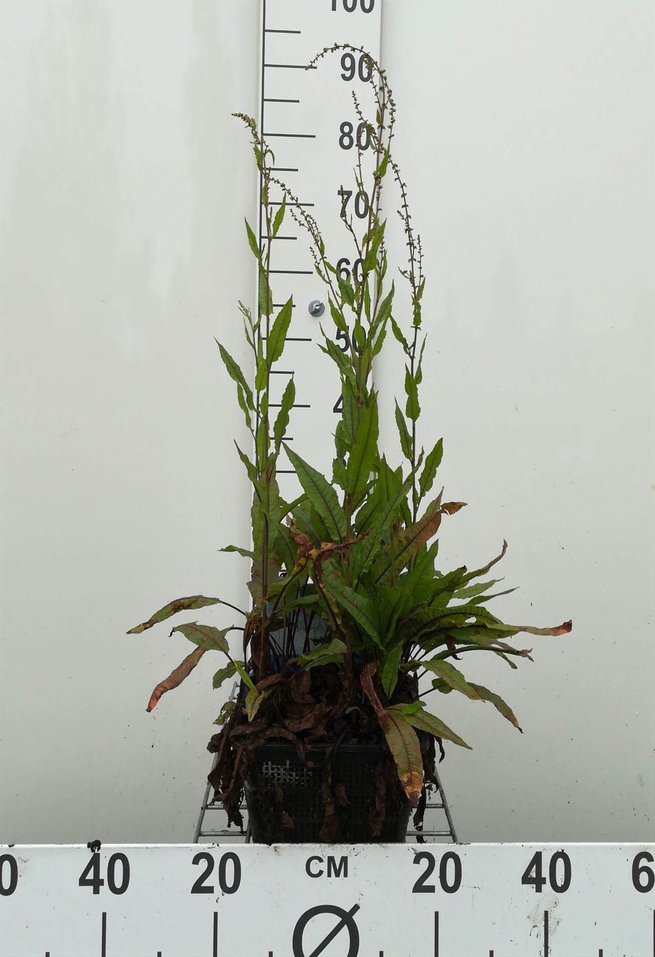 Bloedzuring, zurkel - watermand ø18 cm (Rumex sanguineus)