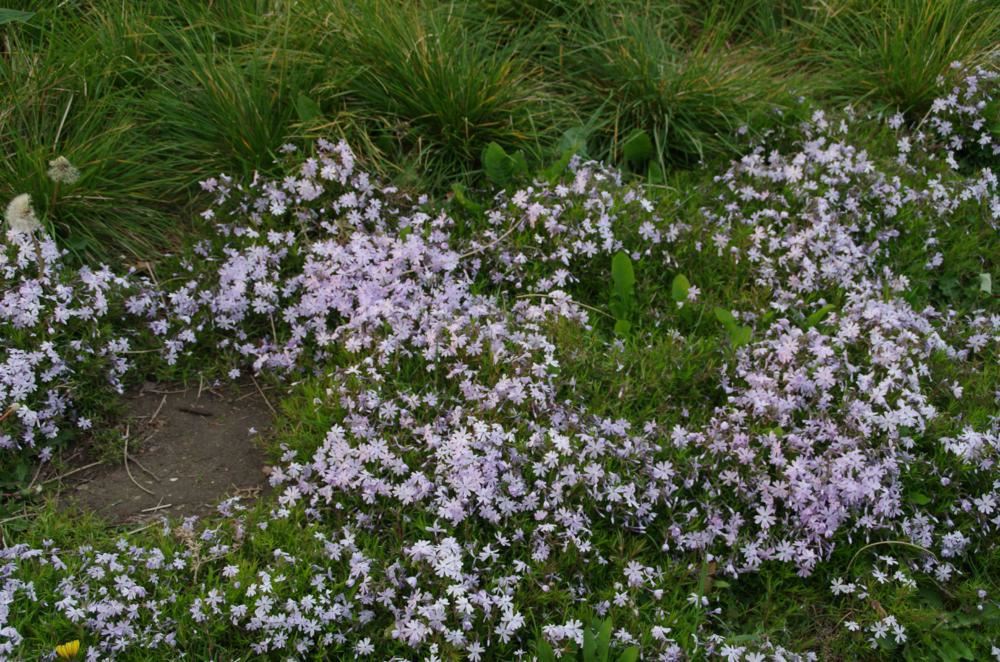 Plantenfiche-Phlox-G-F-Wilson-