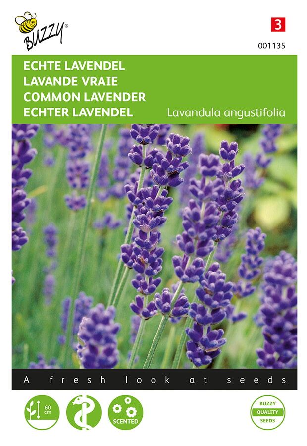 Buzzy-Echte-Lavendel