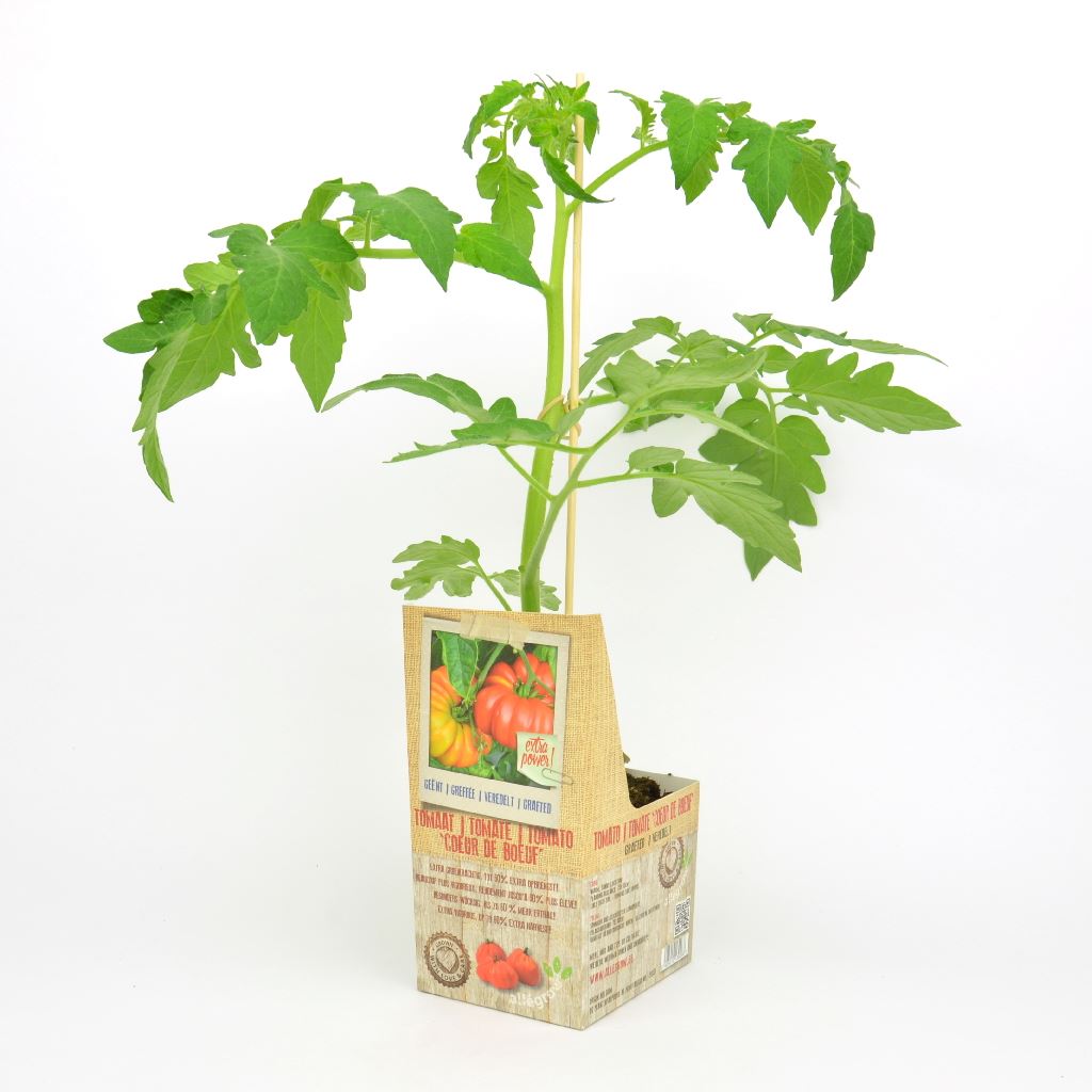 Tomaat-coeur-de-boeuf-geent-persblok-10x10-cm