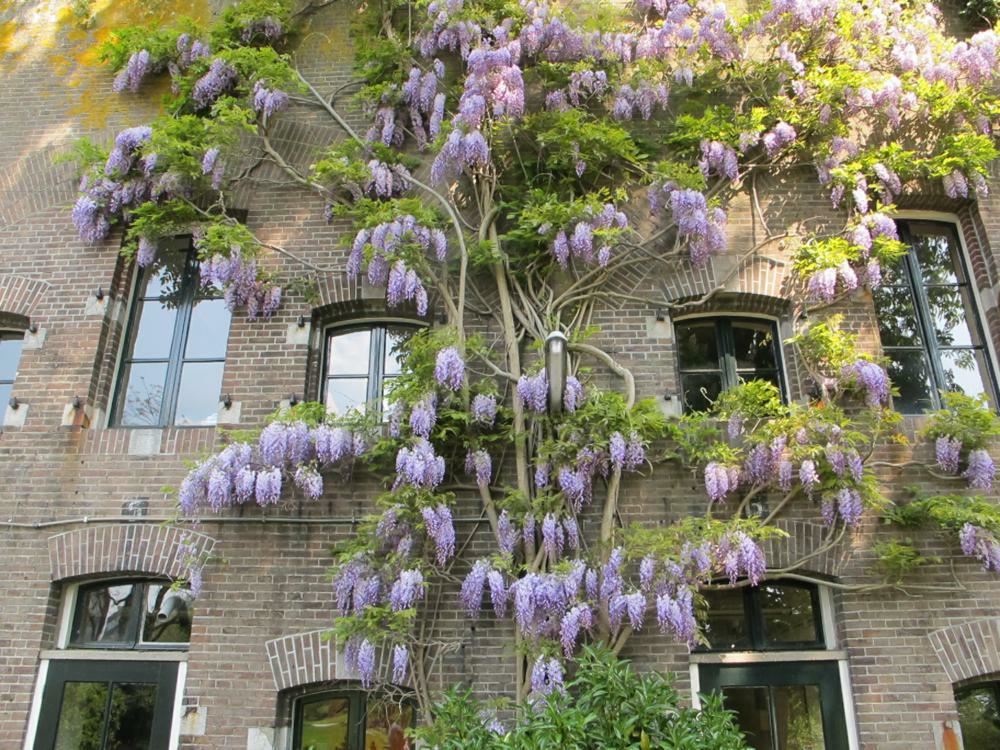 Plantenfiche-Wisteria-sinensis-Prolific-