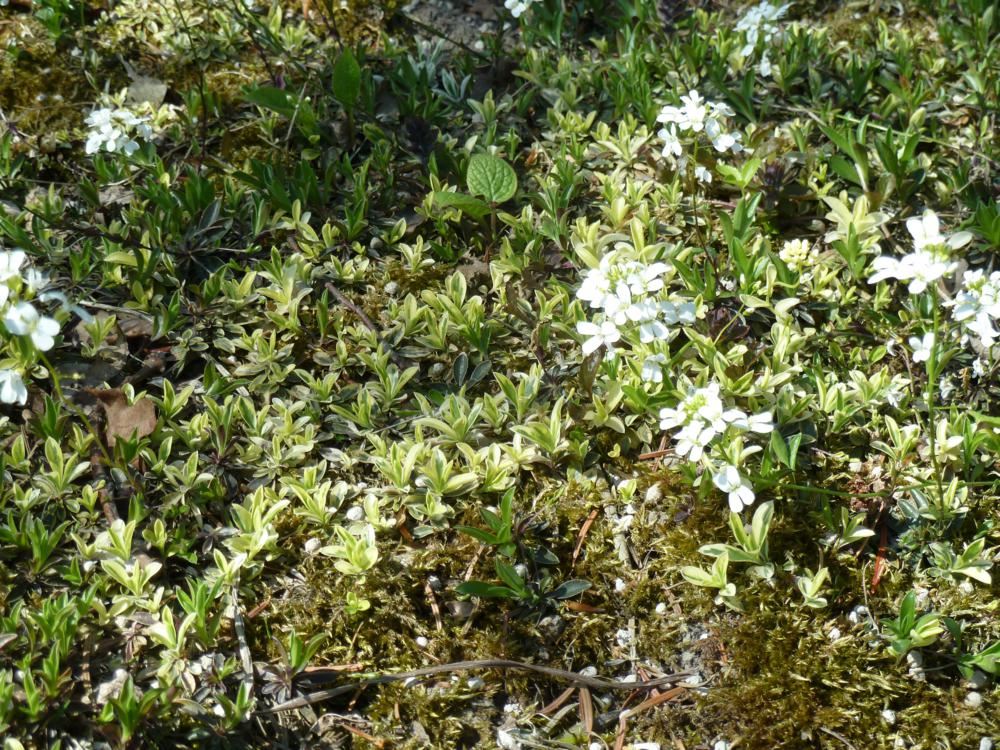 Plantenfiche-Arabis-ferdinandi-coburgii-Old-Gold-