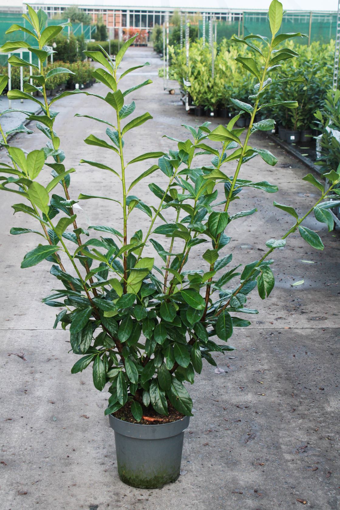 Prunus laurocerasus 'Novita' - pot 12L - 125-150 cm