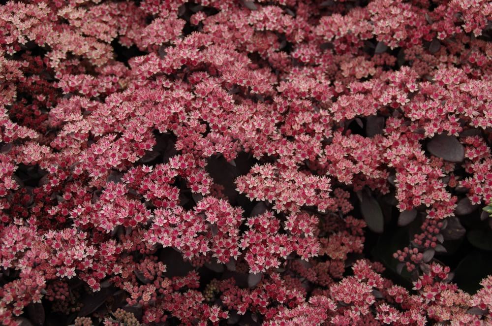 Plantenfiche-Sedum-Karfunkelstein-