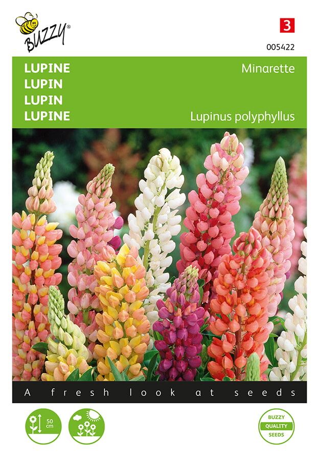 Buzzy-Lupinus-lage-Lupine-Minarette