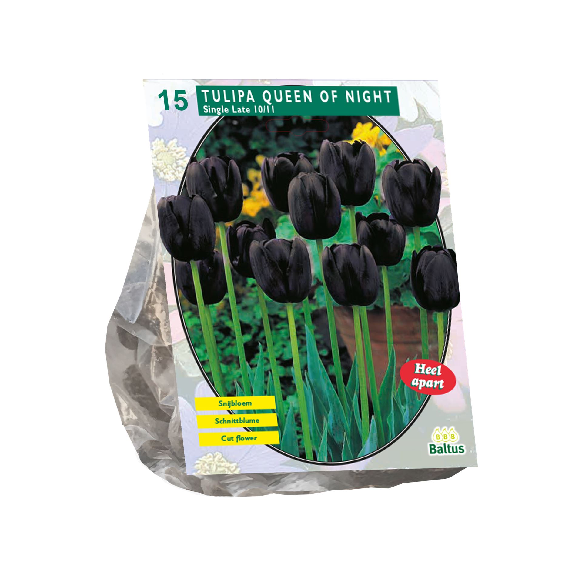 Tulipa-Queen-of-Night-Enkel-Laat-per-15