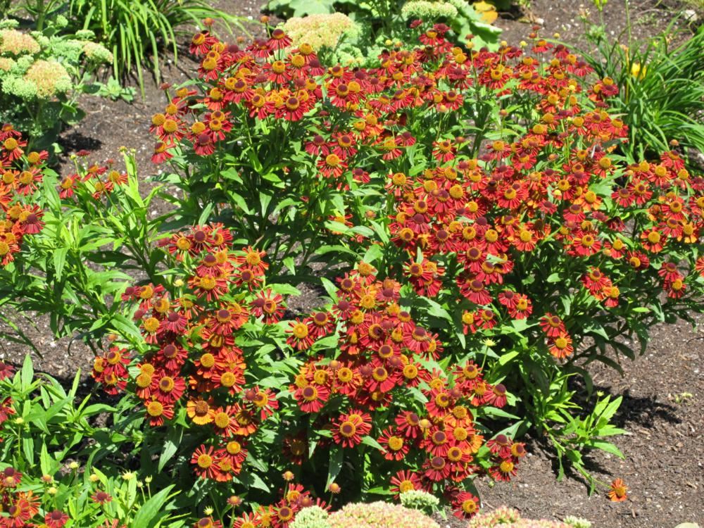 Plantenfiche-Helenium-Ruby-Tuesday-