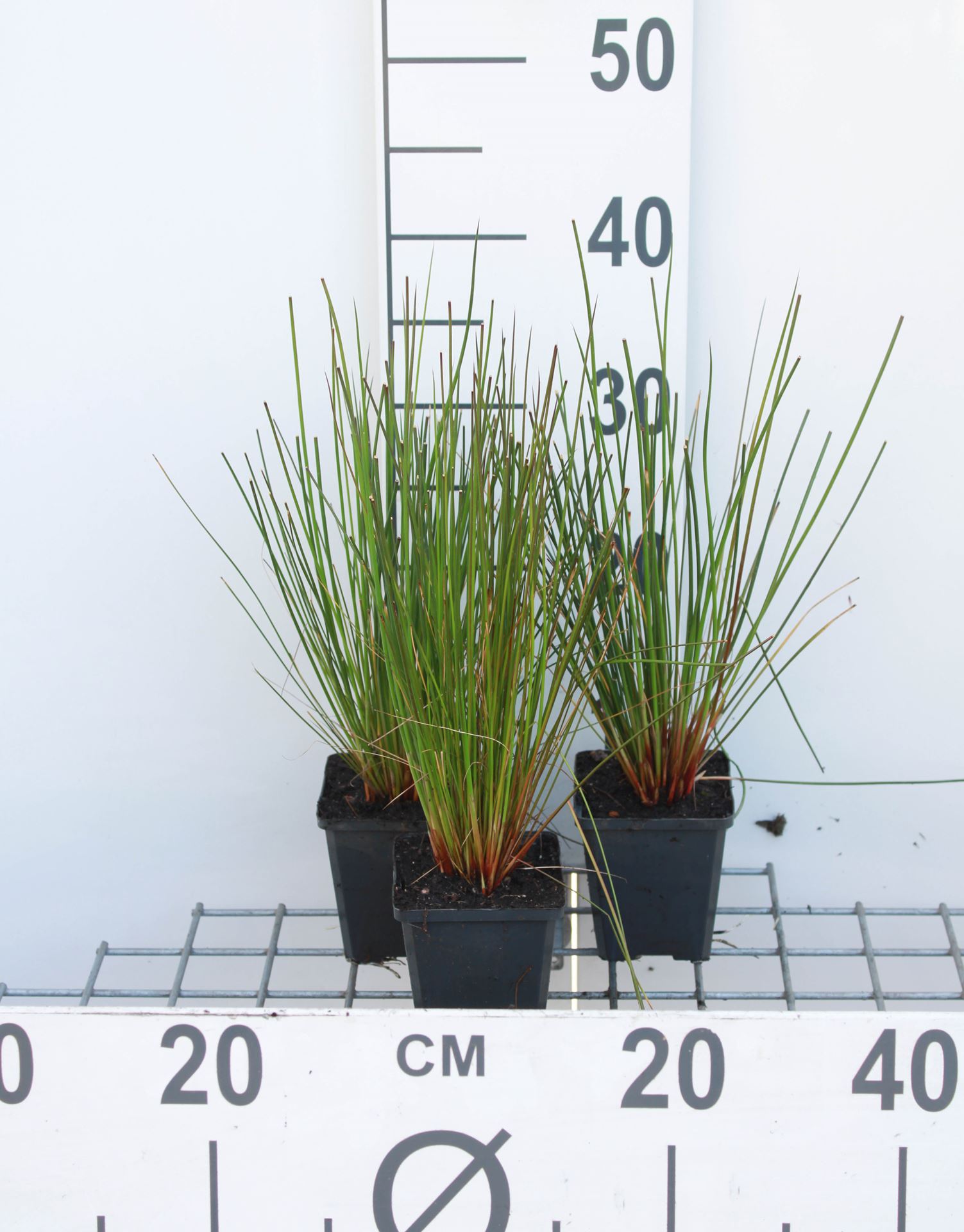 Juncus effusus - pot 9x9 cm