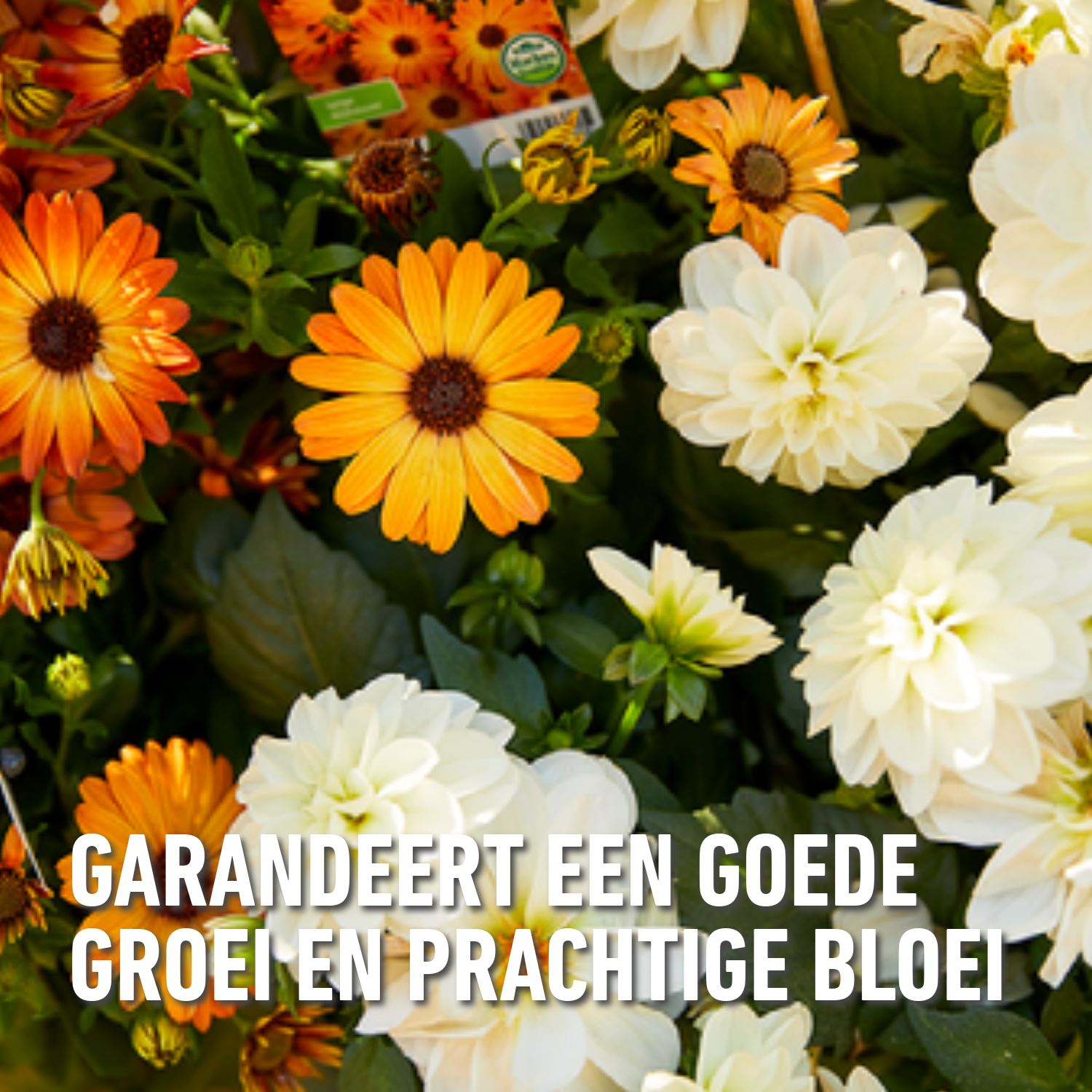 Compo-vloeibare-meststof-geraniums-balkonplanten-5L