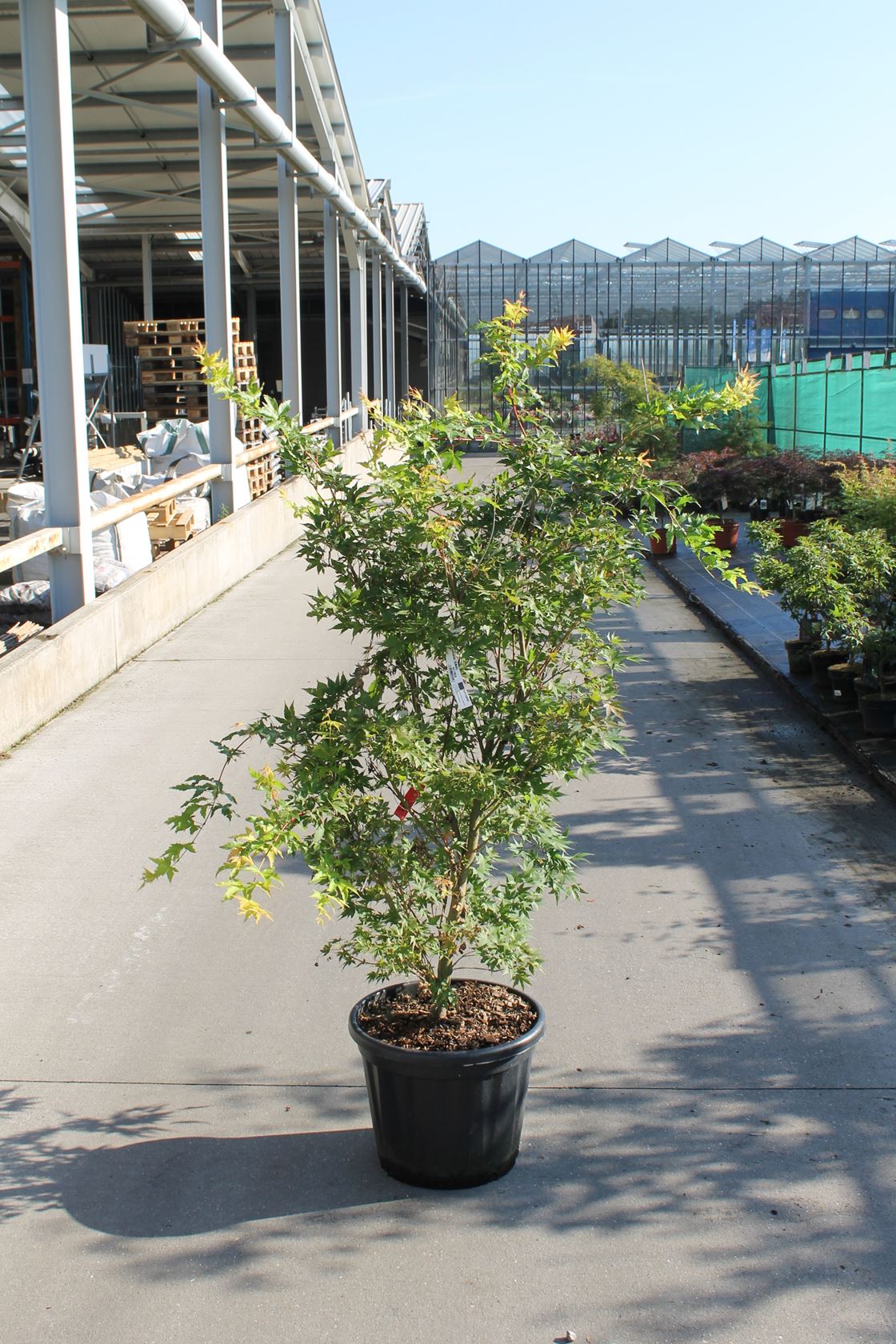 Acer palmatum 'Sangokaku' - pot 30L - 150+ cm