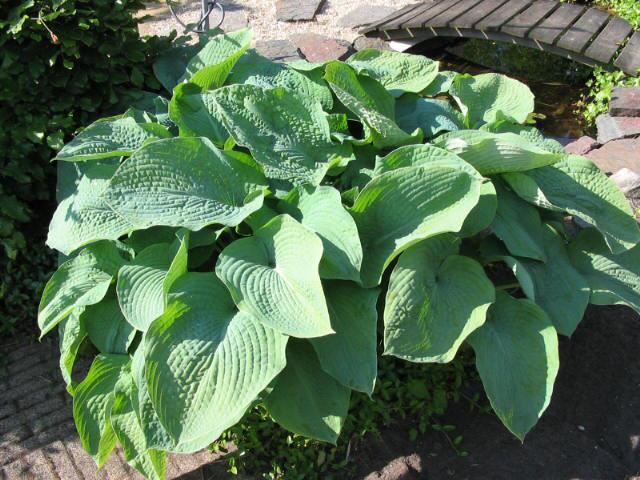 Plantenfiche-Hosta-Elegans-