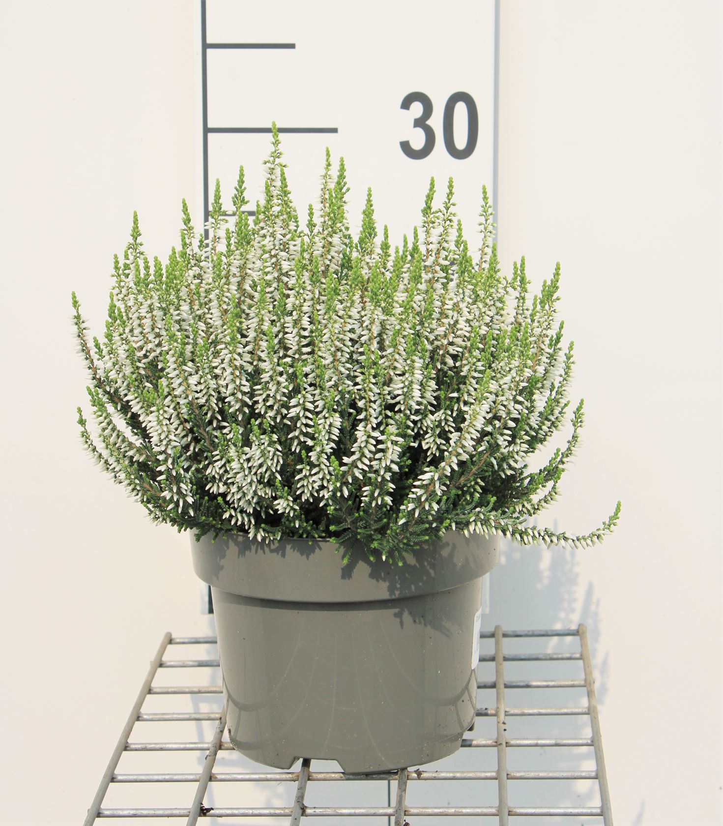 Calluna vulgaris - wit - pot 2L - 20-30 cm