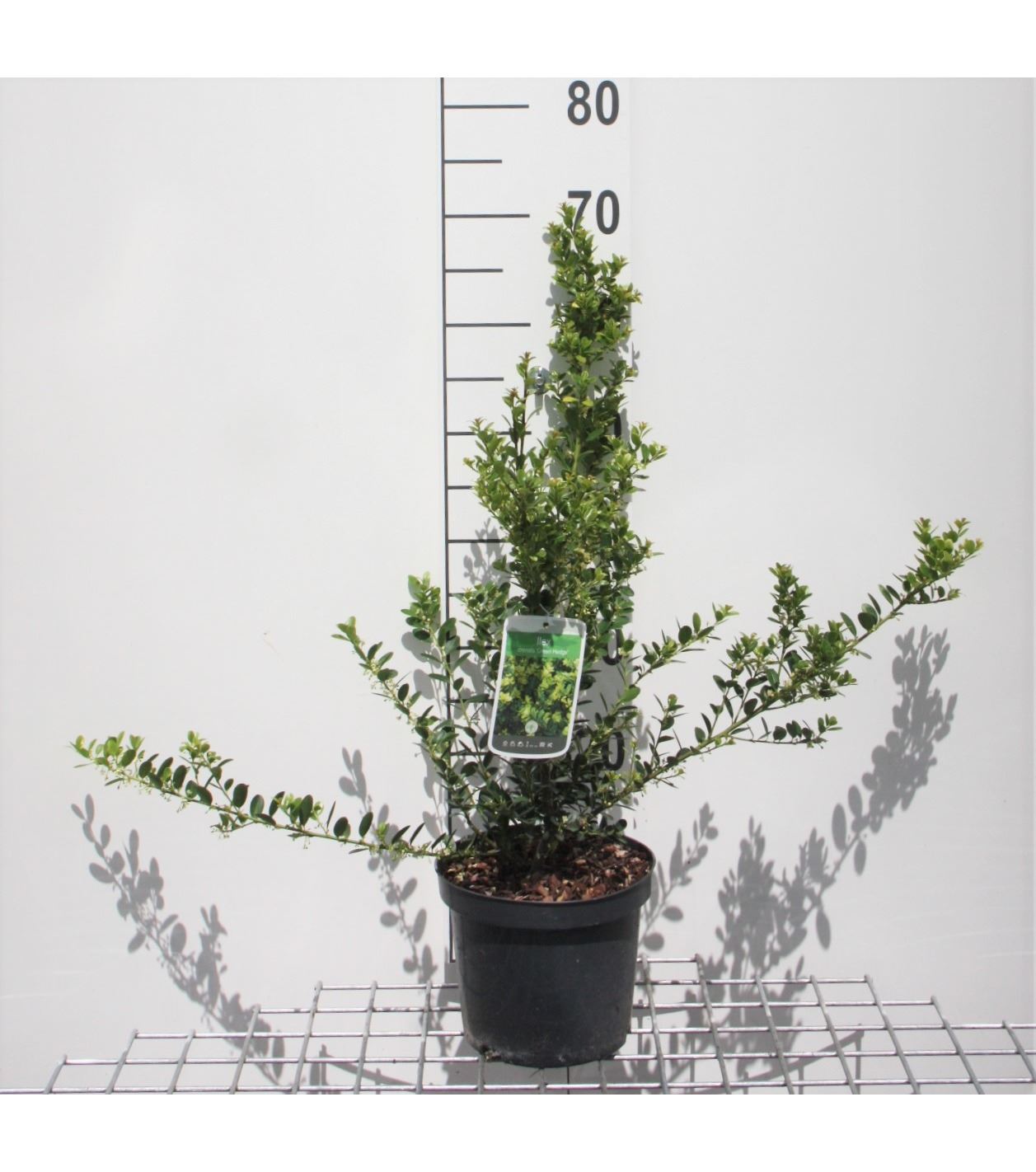 Ilex crenata 'Green Hedge' - pot - 30-40 cm