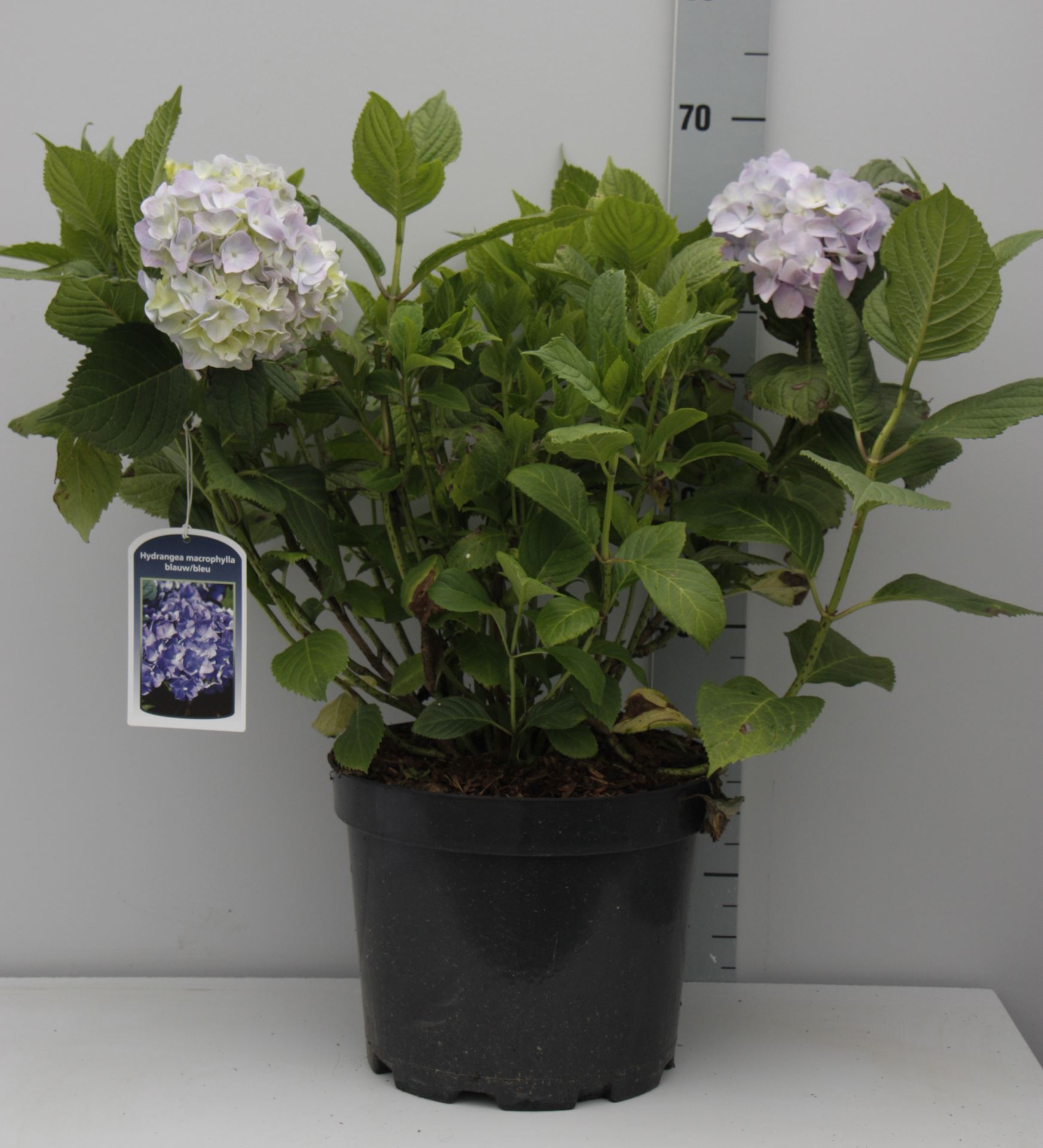 Hydrangea macrophylla - blauw - pot 10L - 40-60 cm