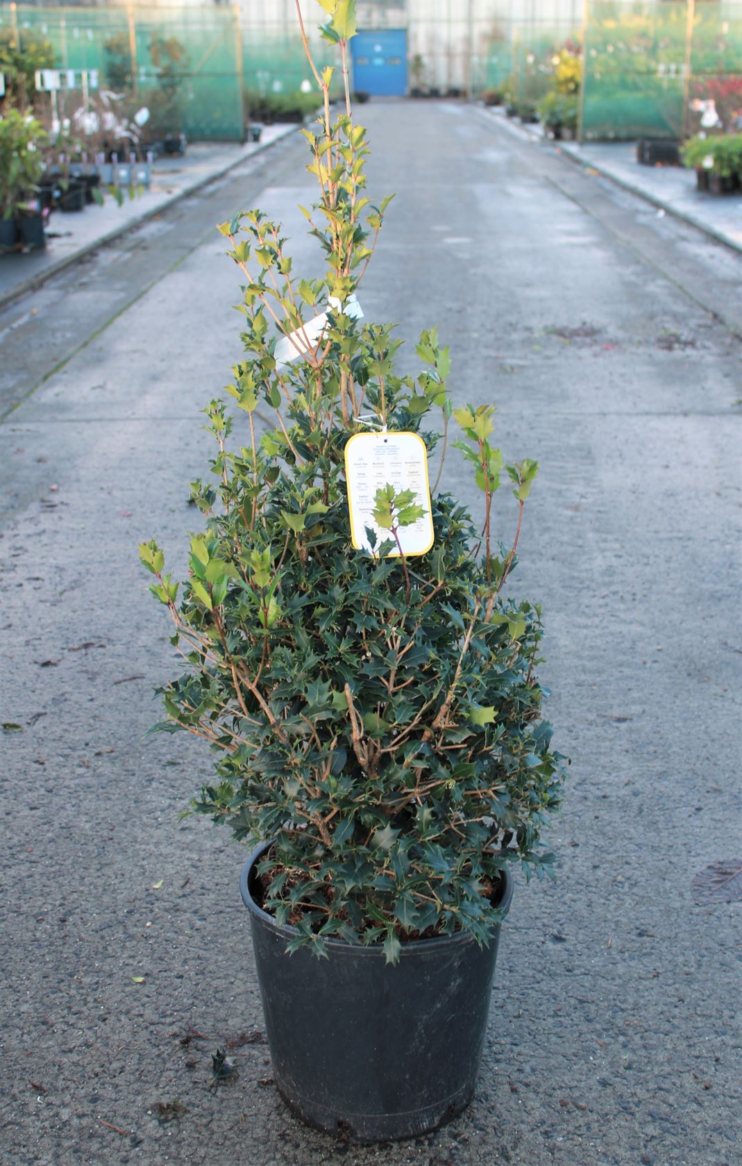 Osmanthus heterophyllus - pot 18L - 125-150 cm - Touffu