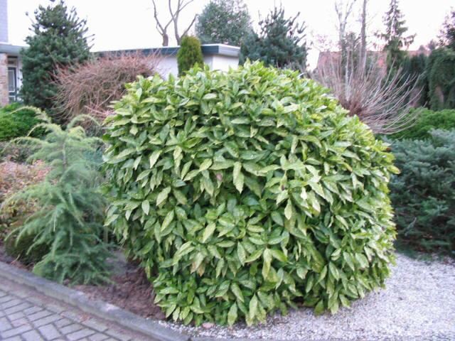 Plantenfiche-Aucuba-japonica-Variegata-