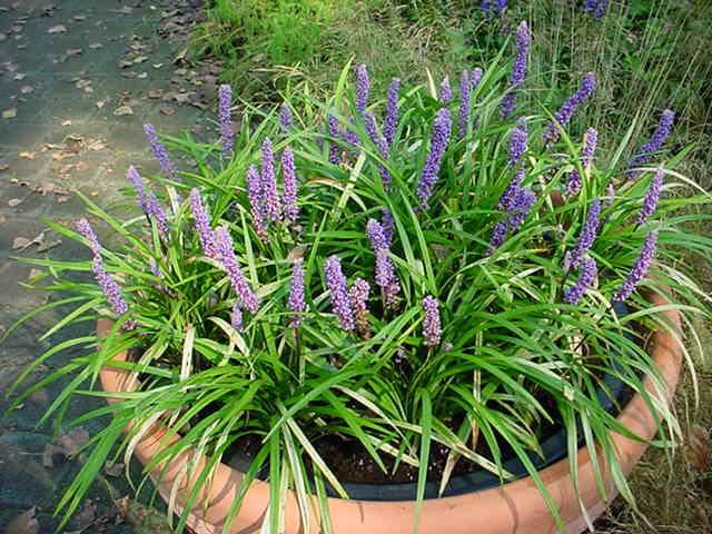 Plantenfiche-Liriope-muscari