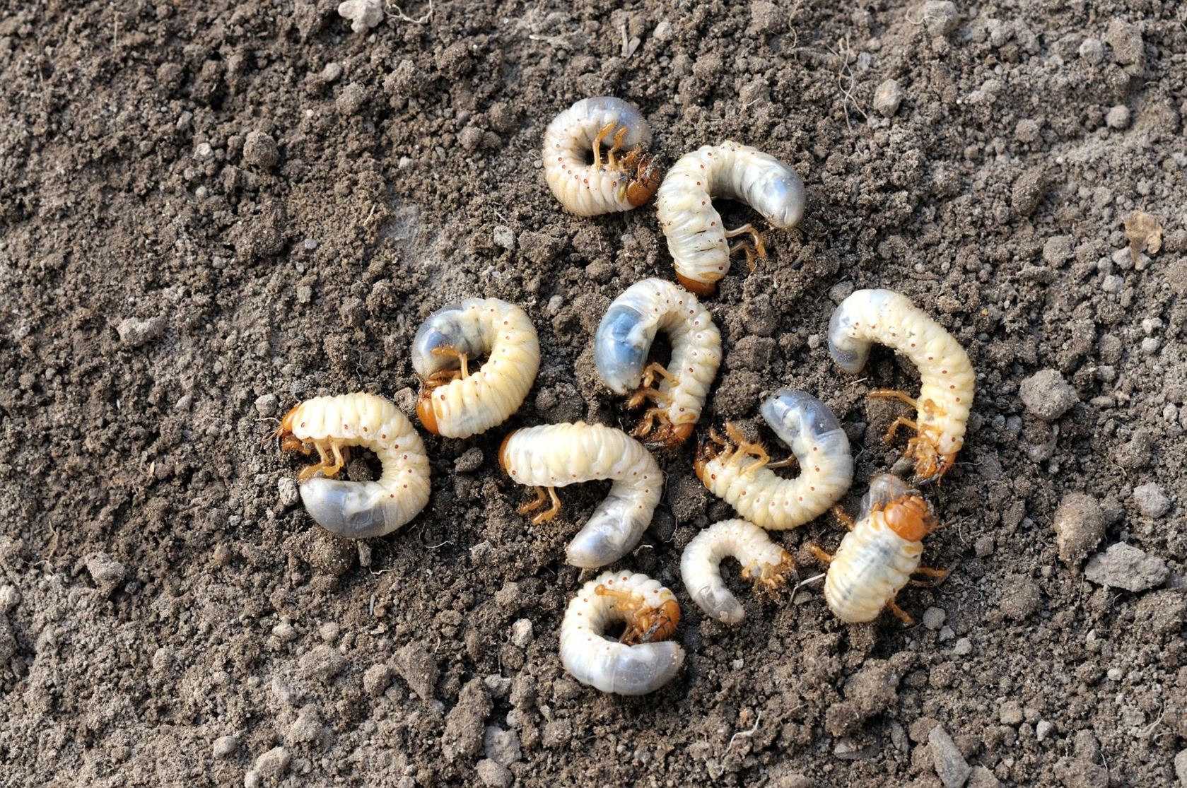Edialux Nema-t-bag Capsa : nématodes contre les vers blancs, les larves de la mouche de la carotte, les aiguilles rythmiques et les chenilles de terre jusqu'à 100m² (BIO)