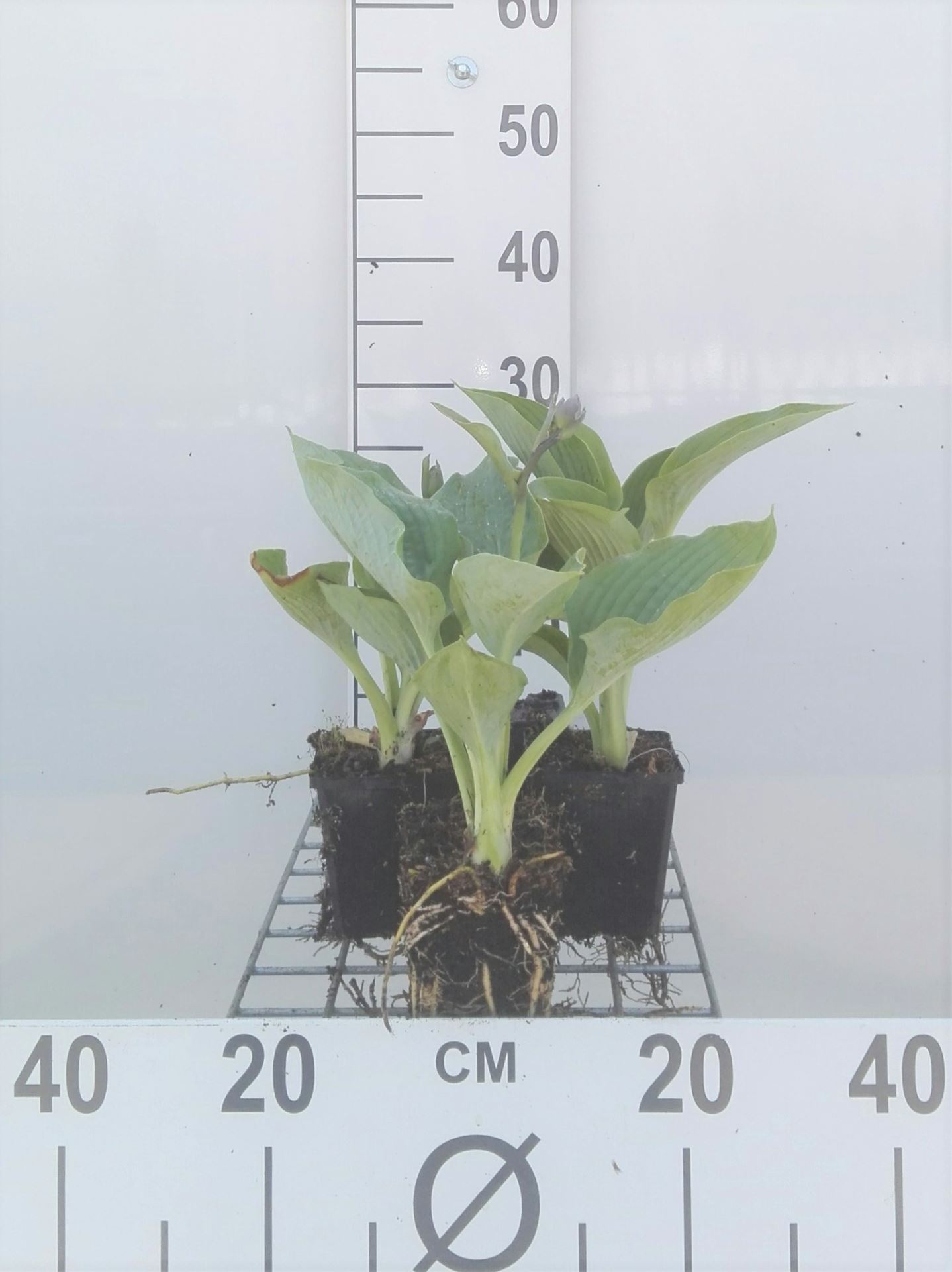 Hosta 'Big Daddy' - pot 9x9 cm