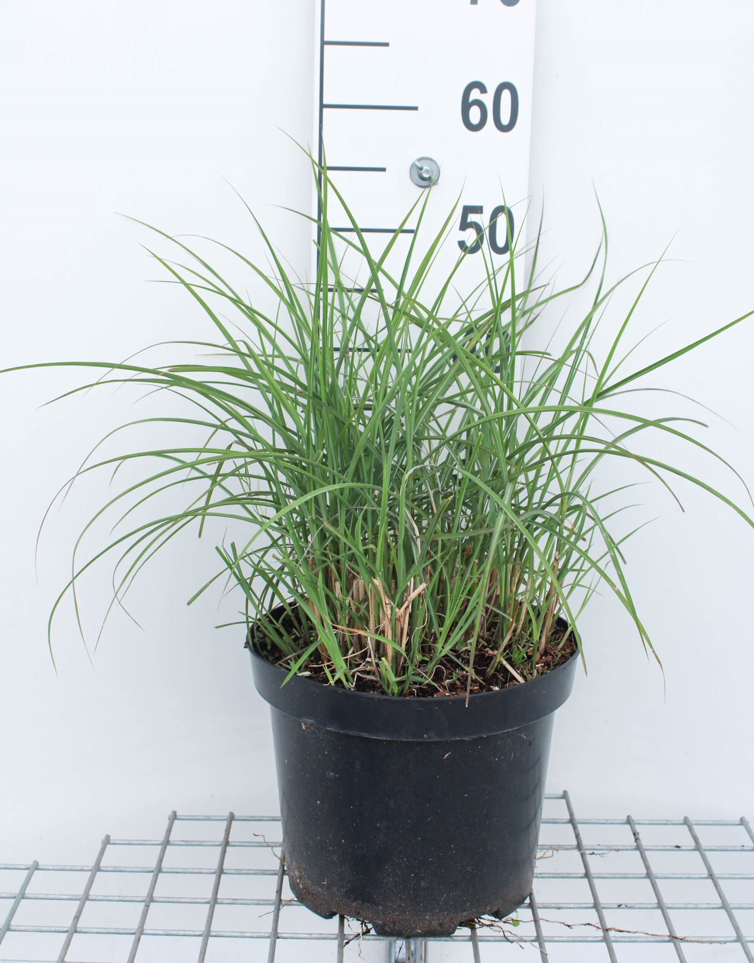 Miscanthus sinensis 'Ferner Osten' - pot 3L