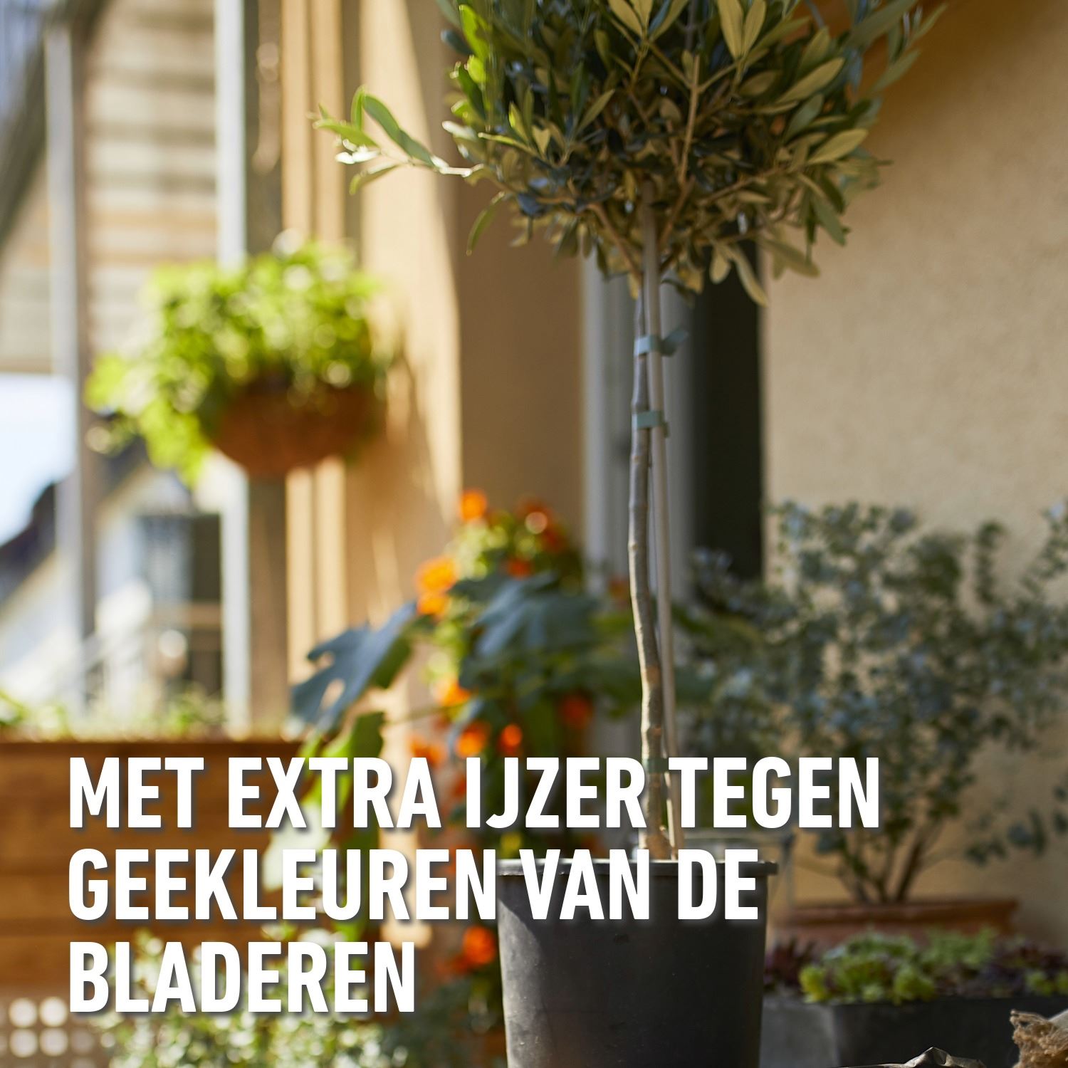 Vodeingskuur-Mediterrane-Planten-5x30ml