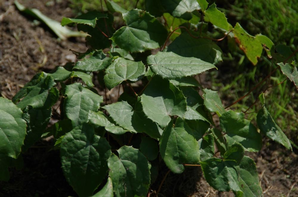 Plantenfiche-Epimedium-Pink-Elf-