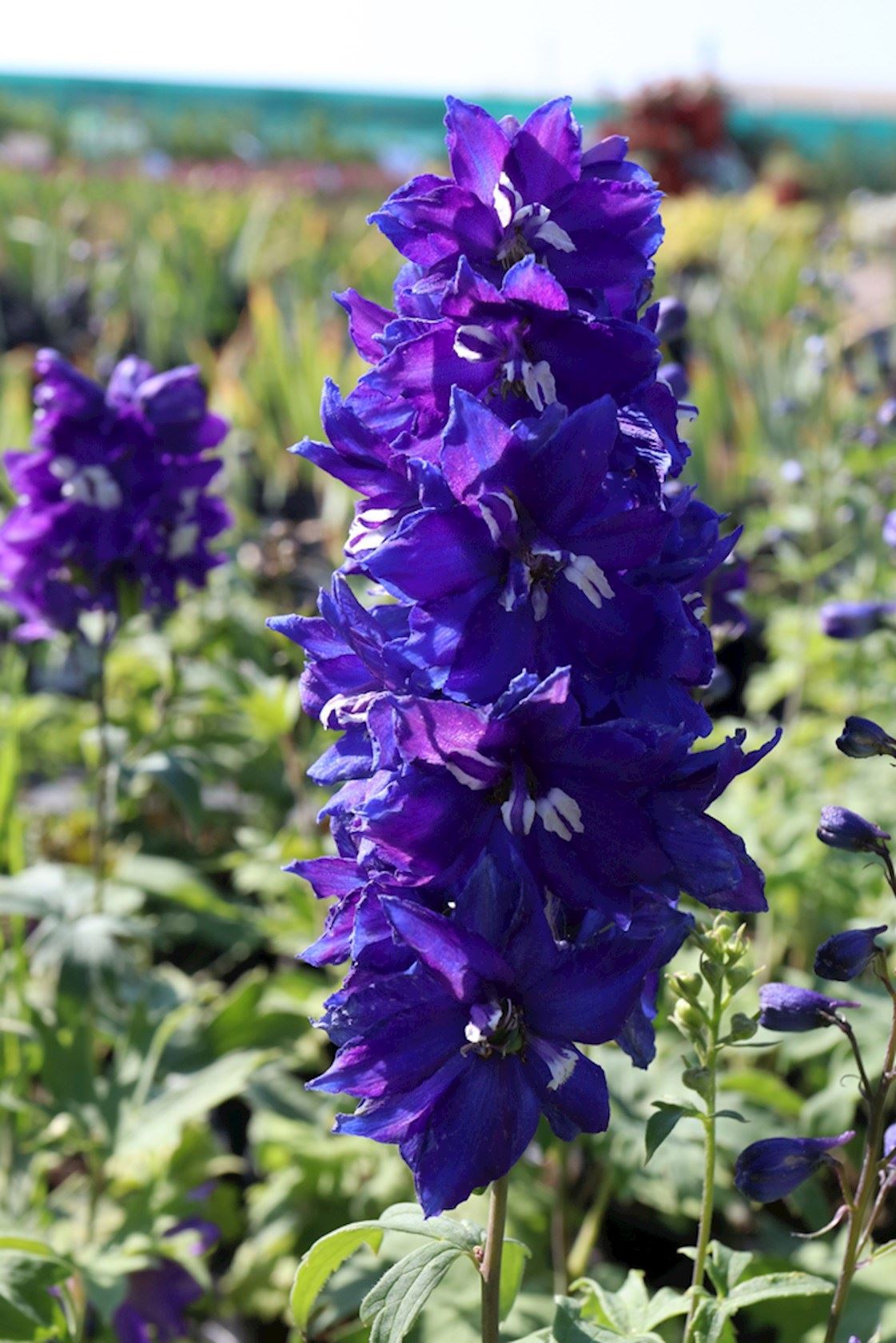Plantenfiche-Delphinium-King-Arthur-