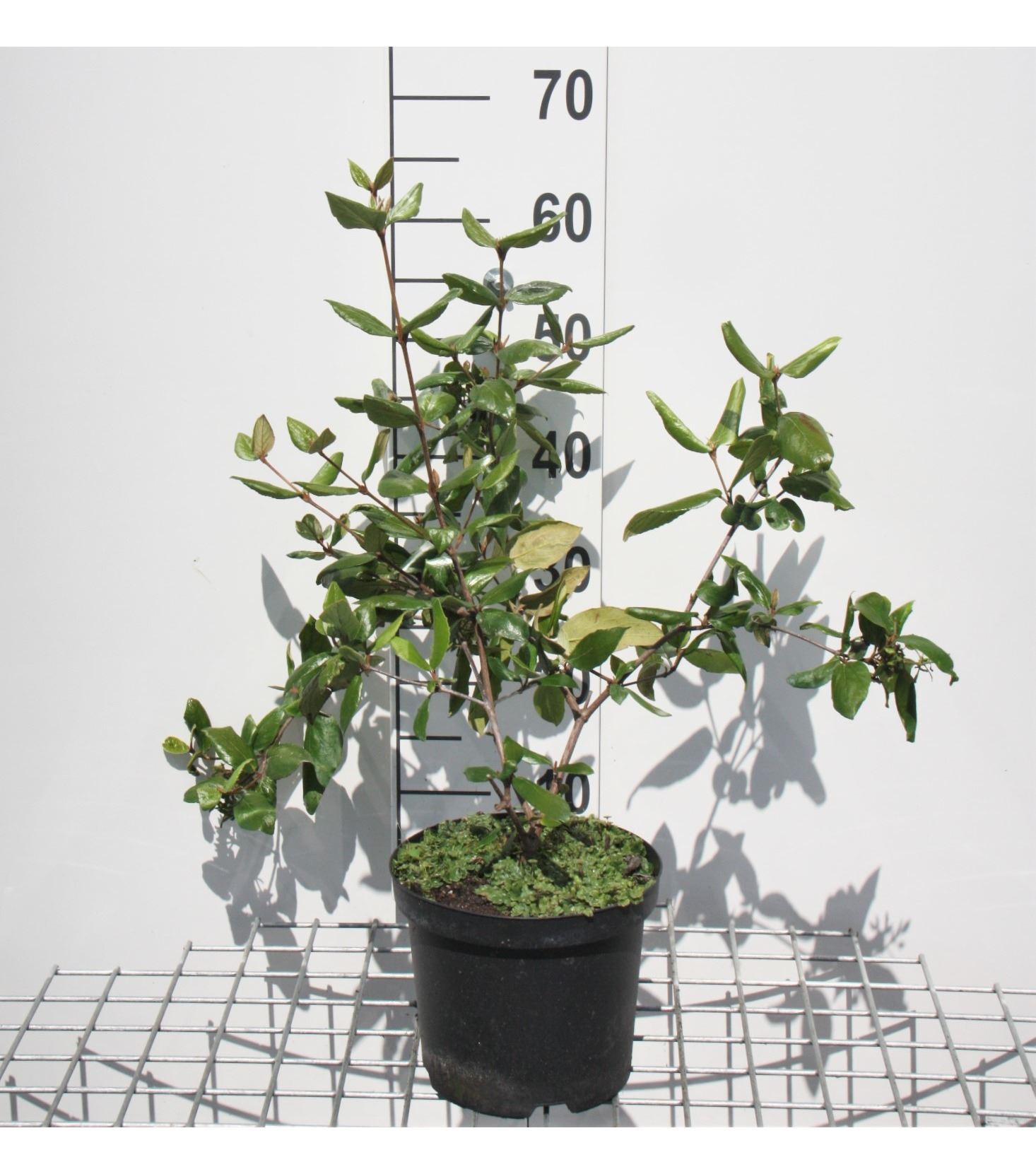 Viburnum x burkwoodii - pot - 50-60 cm