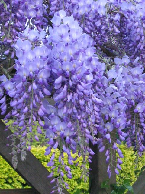 Plantenfiche-Wisteria-sinensis-Prolific-