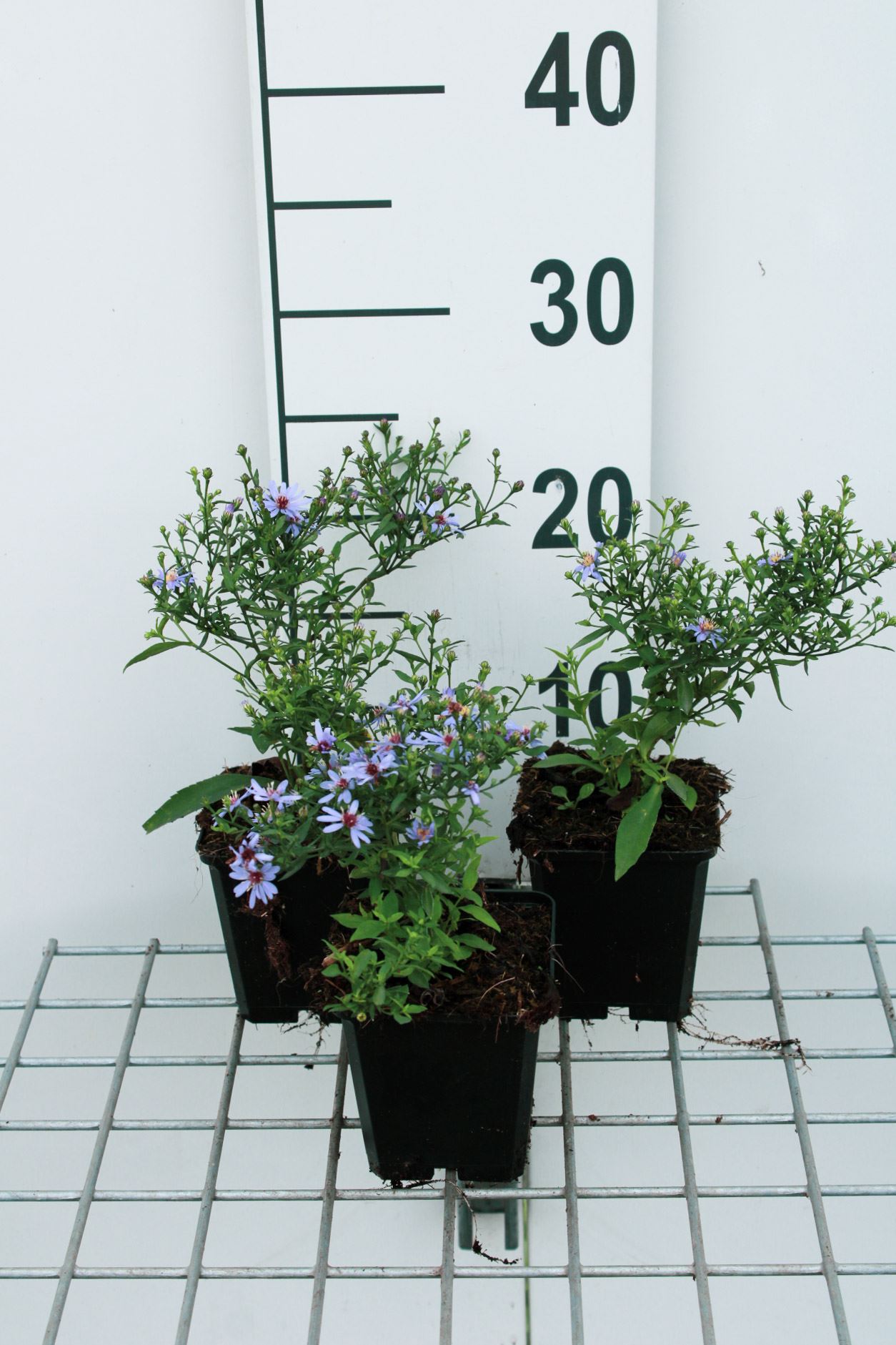 Aster 'Little Carlow' (Jolly Jumper) - pot 9x9 cm