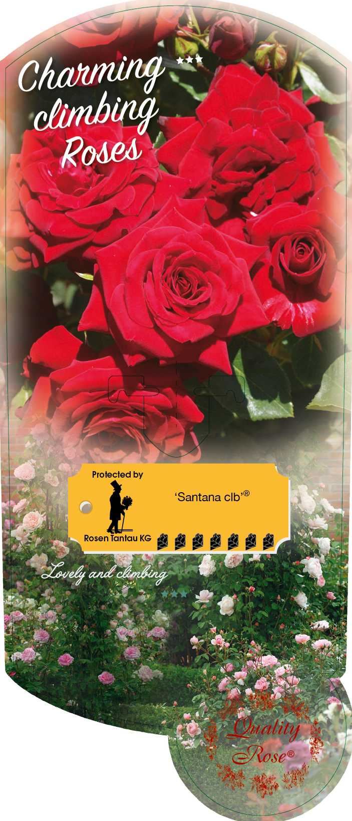 Rosa 'Tanklesant' (Santana) - pot - klimroos