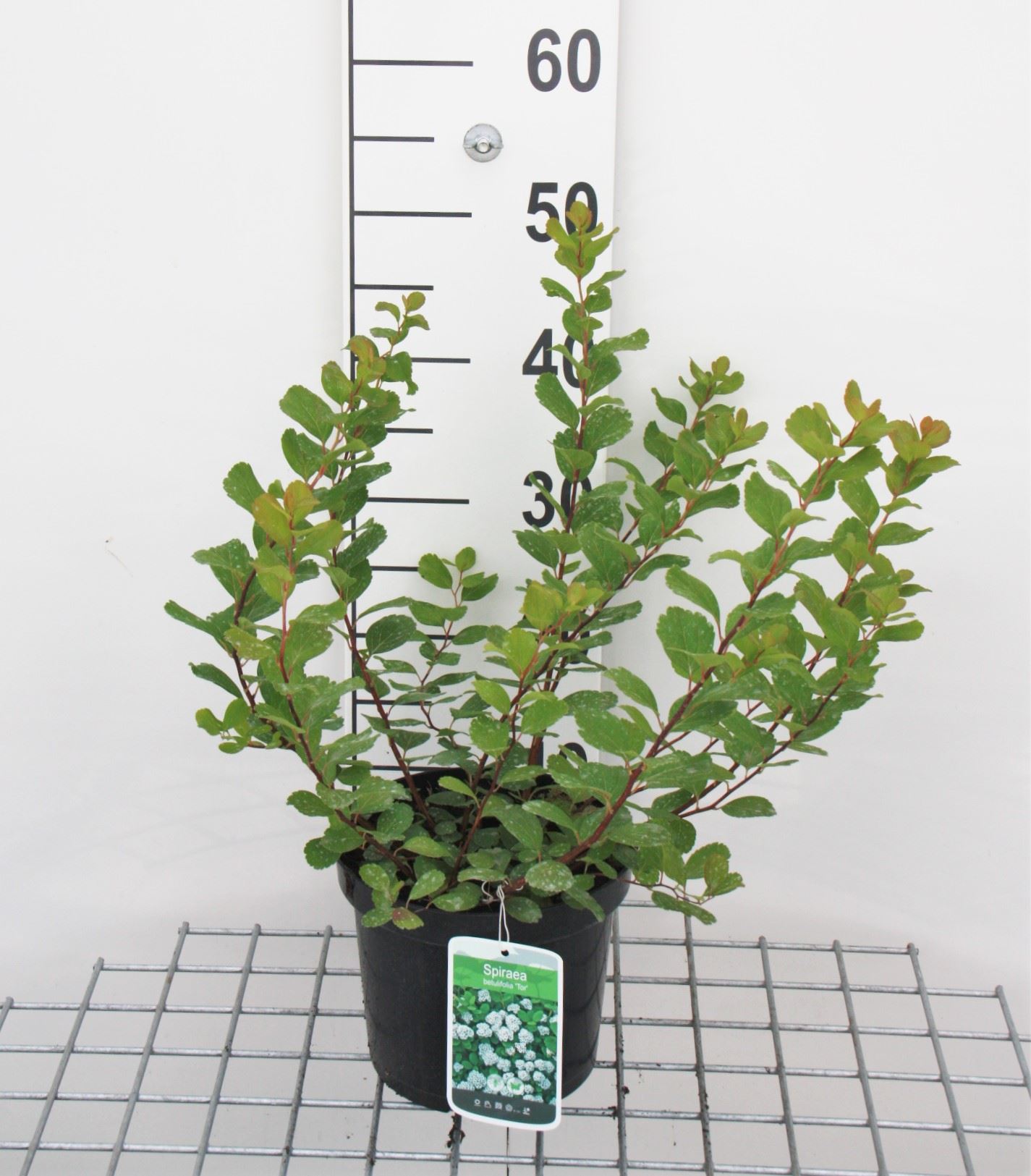 Spiraea betulifolia 'Tor' - pot - 30-40 cm