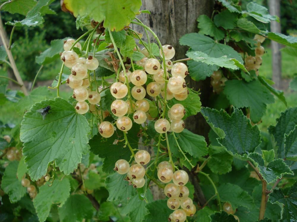Plantenfiche-Ribes-rubrum-Witte-Parel-