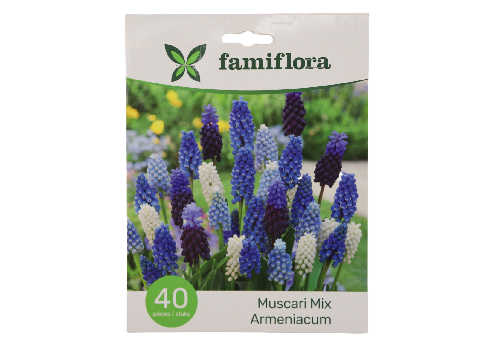 Famiflora Muscari Mix - Voorjaarsbloeiers - 40 bloembollen