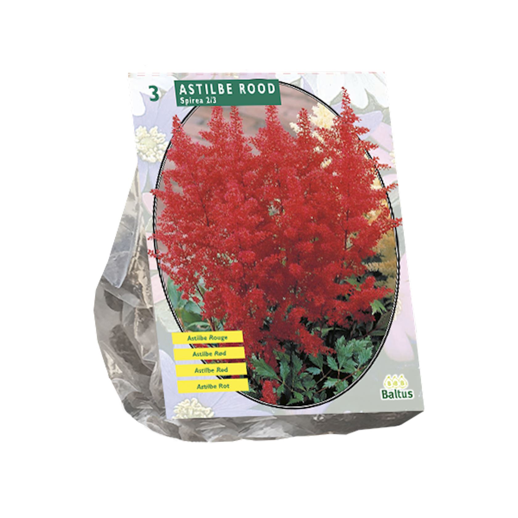 astilbe-rood-per-3