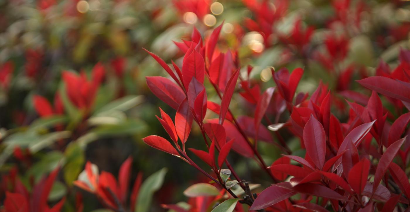 Rode bladeren Photinia