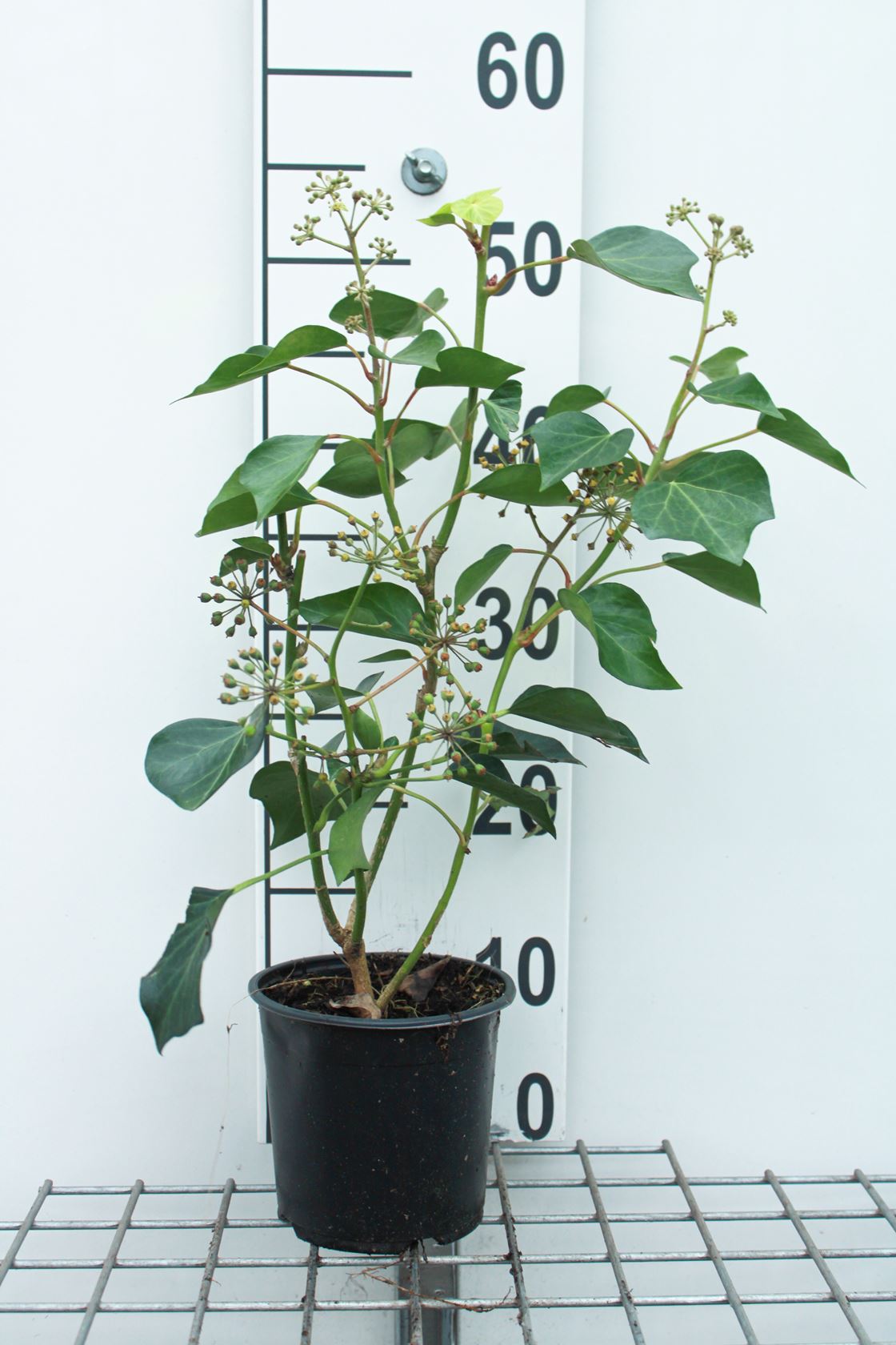 Hedera helix Arborescent Group - pot 1,3L - 20-25 cm