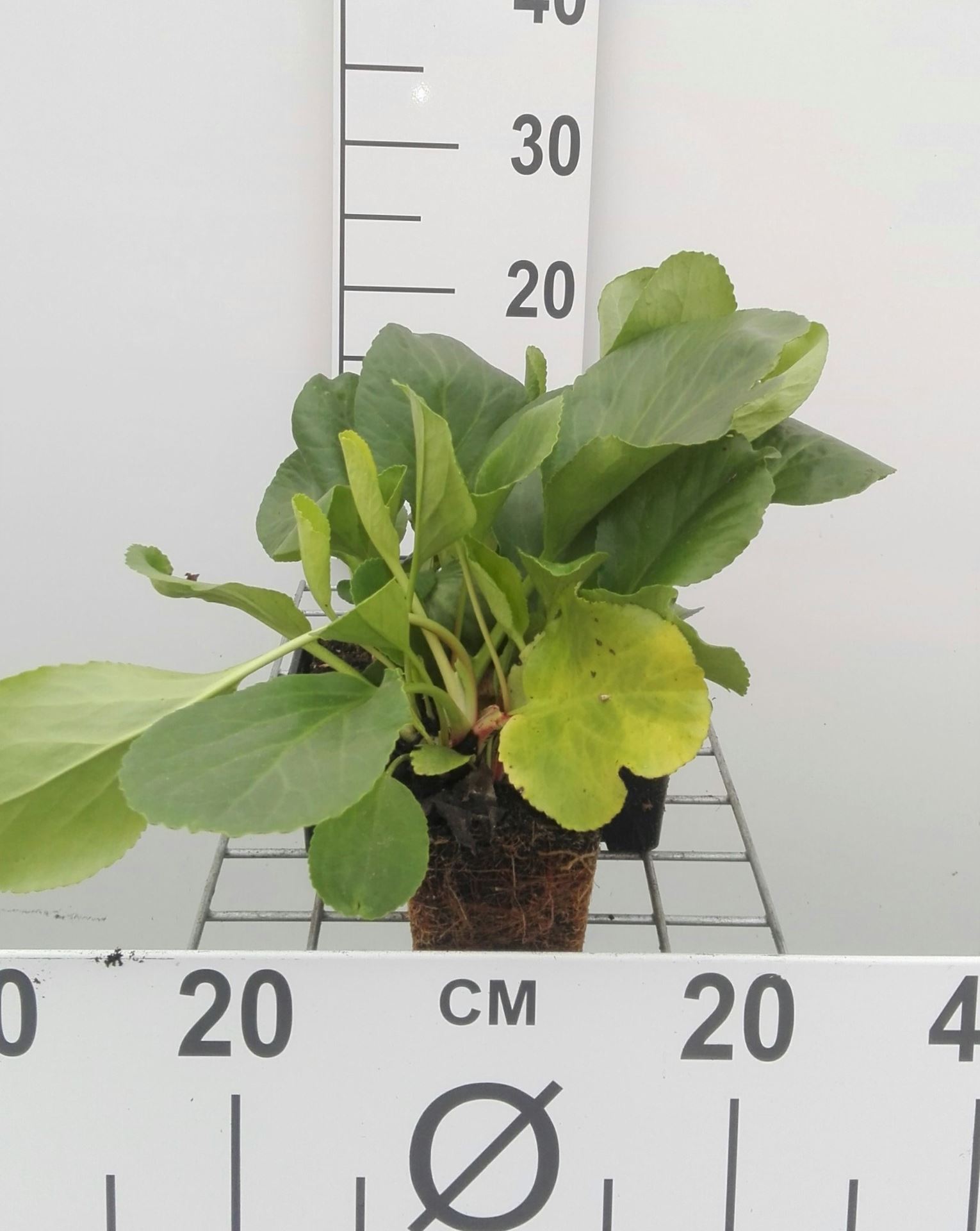 Bergenia cordifolia - pot 9x9 cm