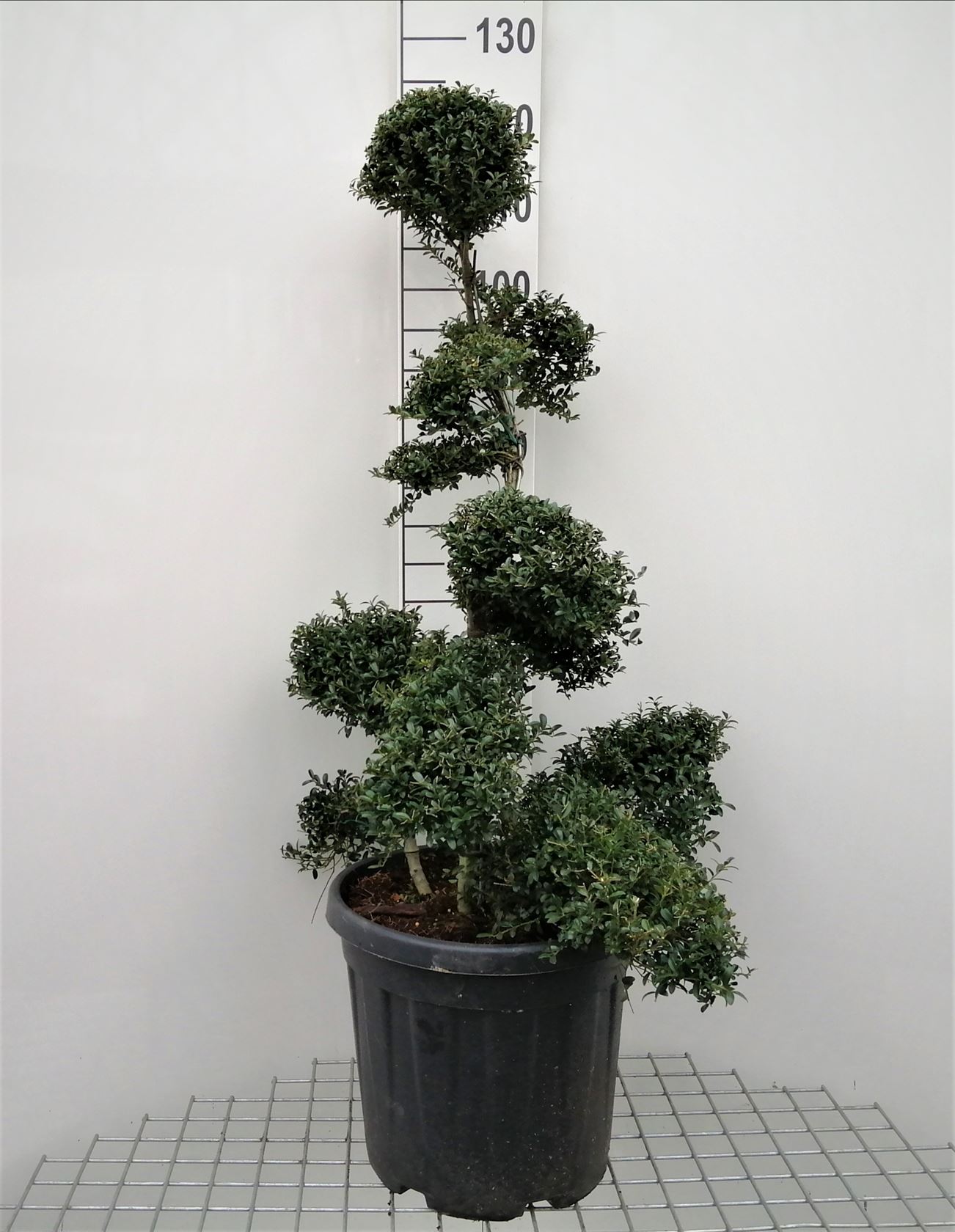 Ilex crenata 'Kimmei' - pot - 100-125 cm - bonsaï